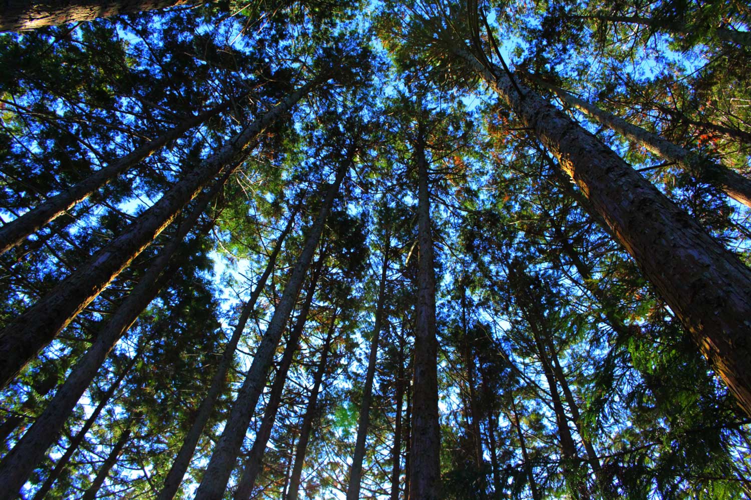 forest